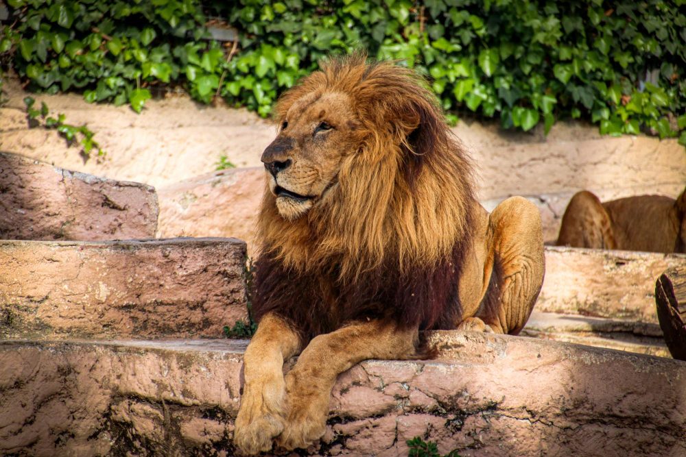 L'un des lions du zoo de Barcelone