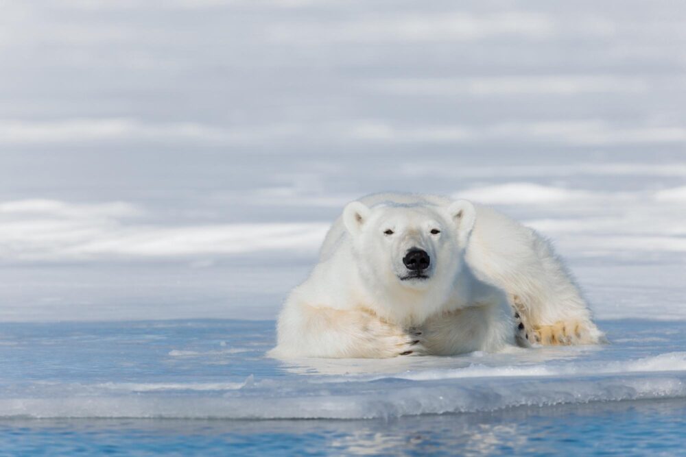 Ours polaire Svalbard