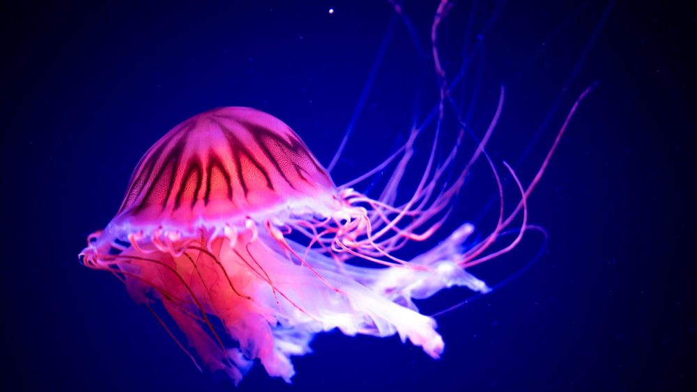 Une méduse à observer à l'aquarium de Barcelone
