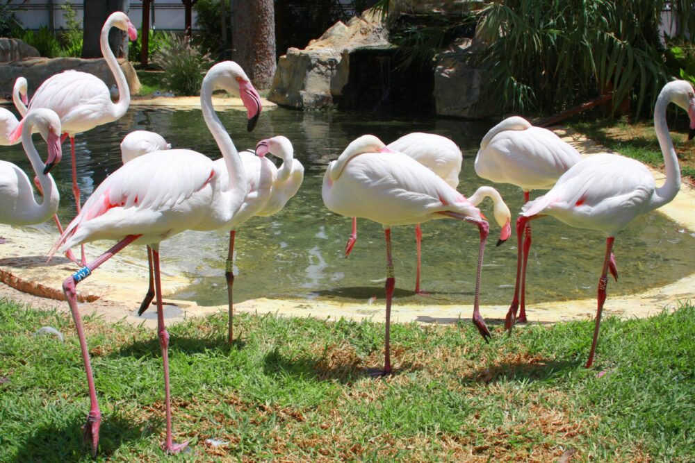 Zoo municipal de Limassol