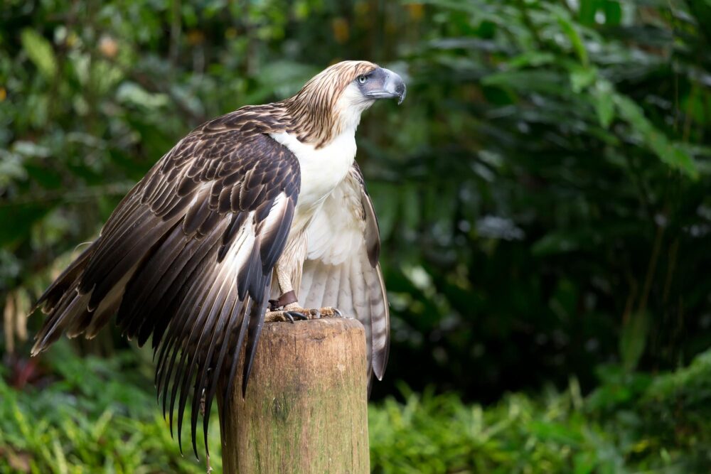 Aigle des Philippines