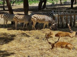 Badoca Safari Park, Santiago do Cacém