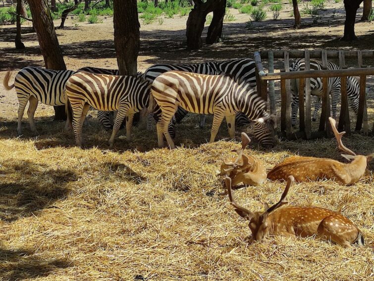 Badoca Safari Park, Santiago do Cacém