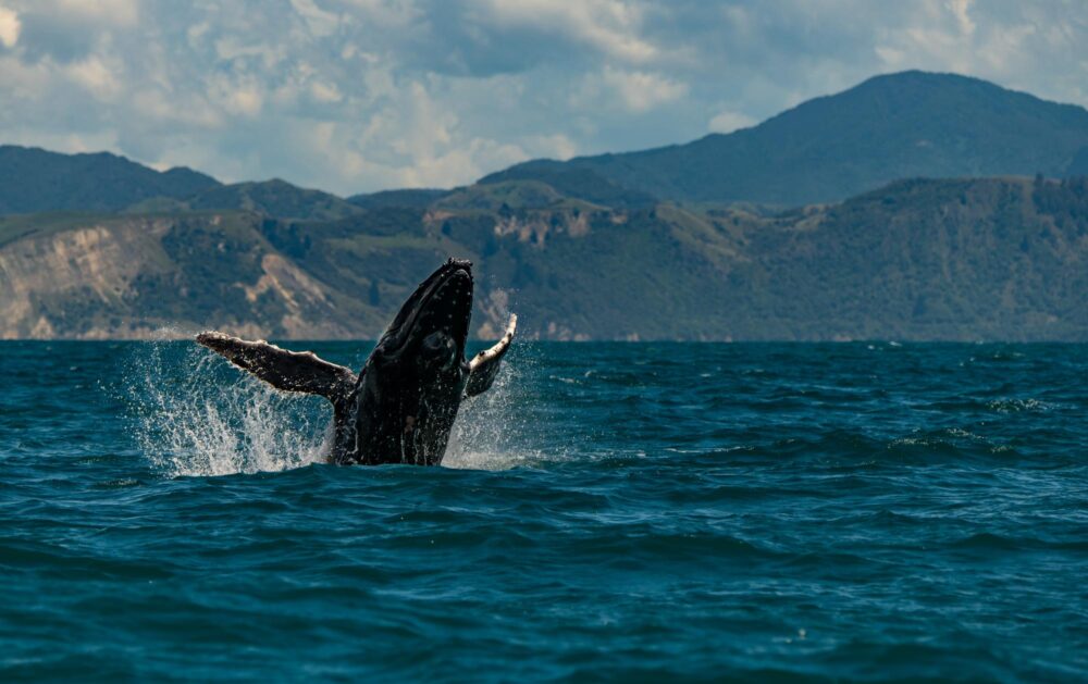 Baleine à Kaikoura, Nouvelle-Zélande
