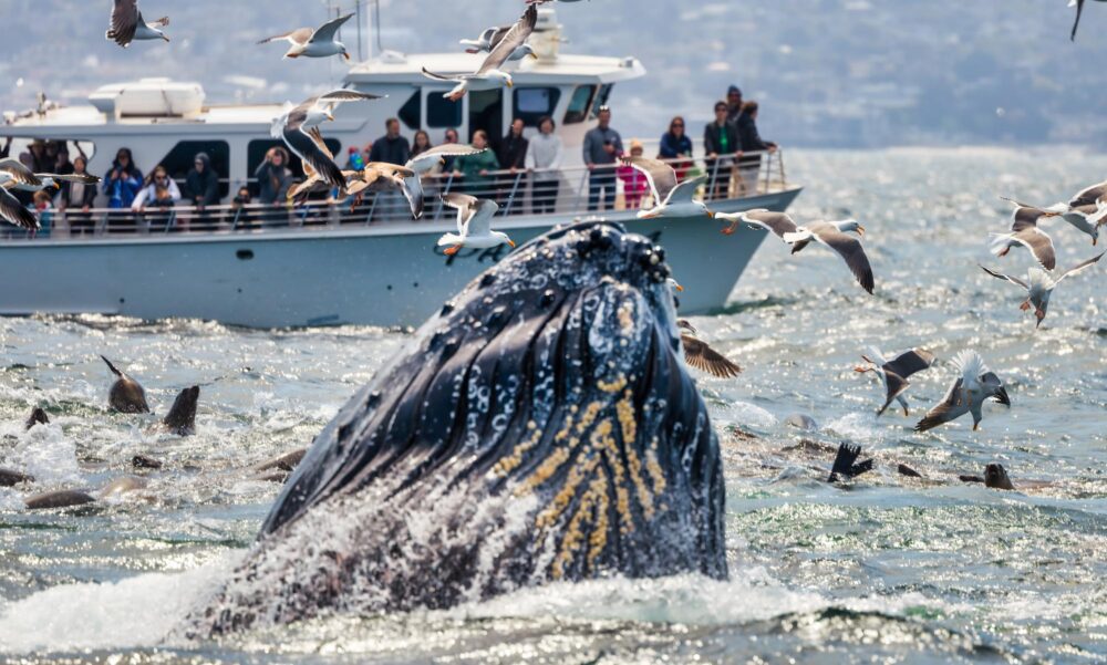 Baleine à Monterey Bay, Californie