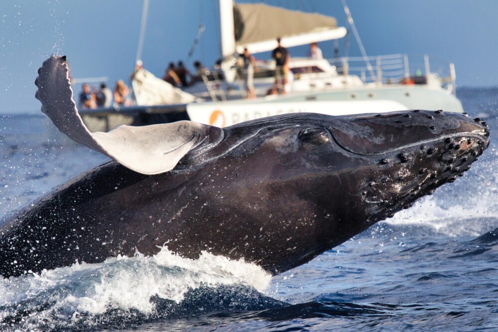 Baleine à bosse à Maui, Hawaï