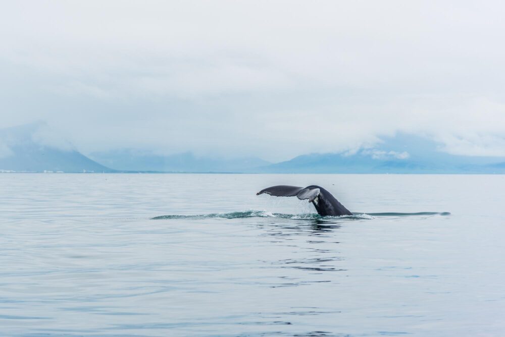 Baleine au large de Reykjavík, Islande