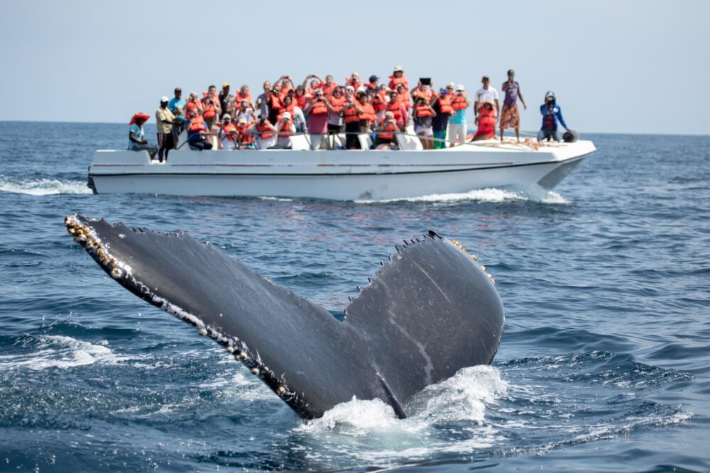 Baleine dans la baie de Samaná, République dominicaine