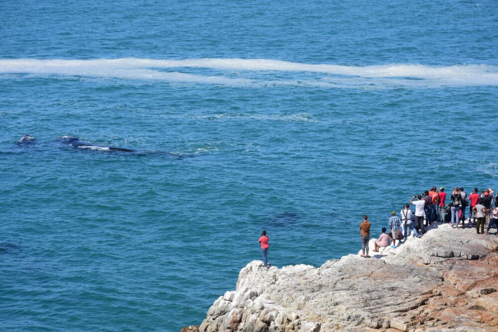 Baleines visibles depuis la côté à Hermanus, Afrique du Sud