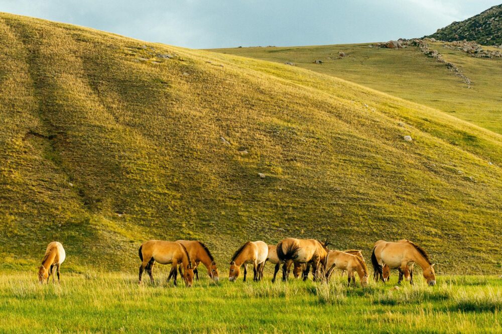 Chevaux de Przewalski dans le parc national de Khustai en Mongolie