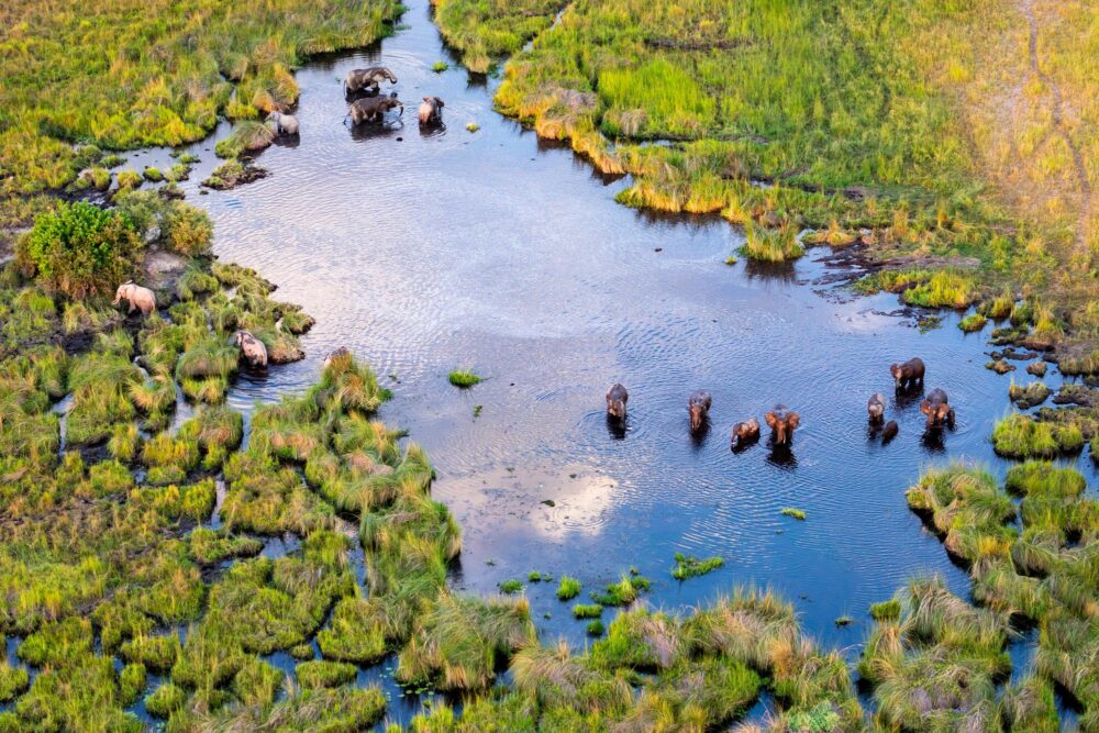 Des éléphants se baignant dans le célèbre delta de l'Okavango au Botswana, Afrique
