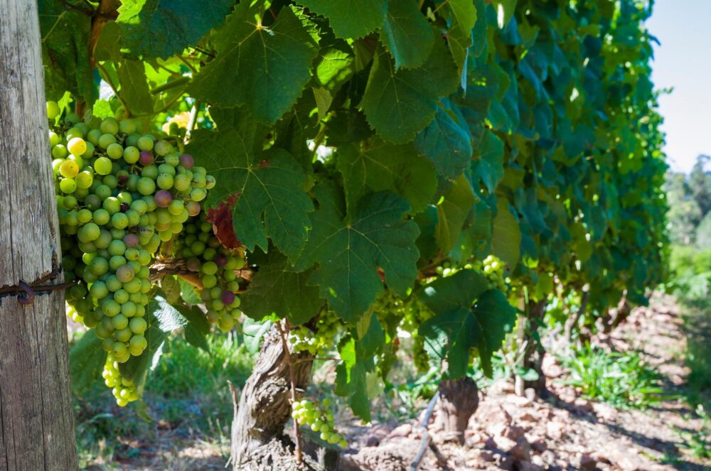 Des grapes de raisins dans les vignes de la région viticole de Canelones en Uruguay