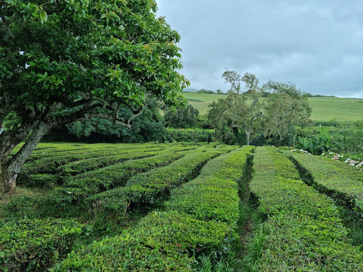 Fabrique de thé Gorreana, São Miguel