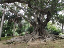Jardim Botânico António Borges, São Miguel
