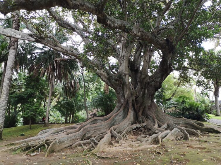 Jardim Botânico António Borges, São Miguel
