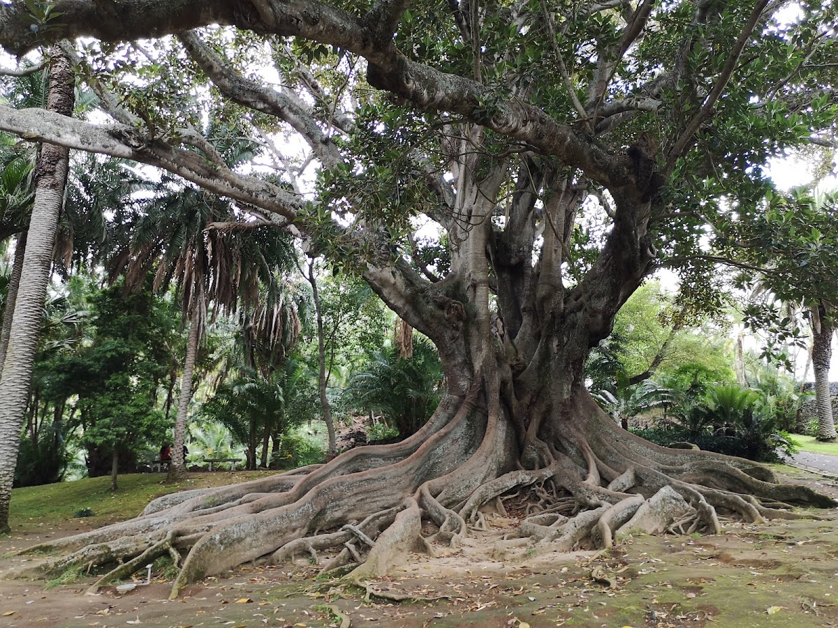 Jardim Botânico António Borges, São Miguel