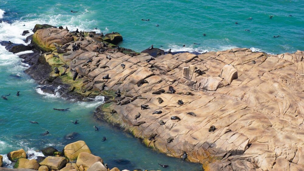 La colonie de lions de mer de Cabo Polonio en Uruguay