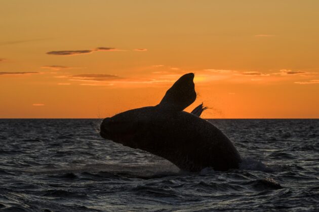Les 10 meilleurs endroits où observer des baleines dans le monde