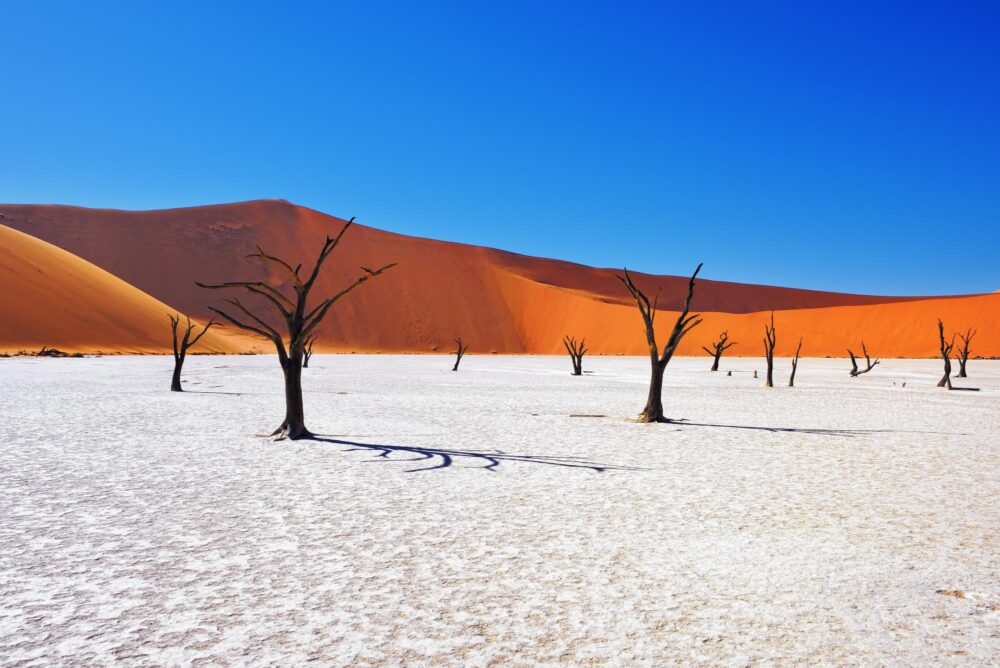Les arbres morts sur fond de dunes rouges à Deadvlei, Sossusvlei, Namibie