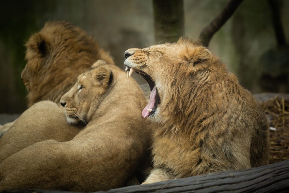 Les lions du Parc zoologique et botanique de Mulhouse