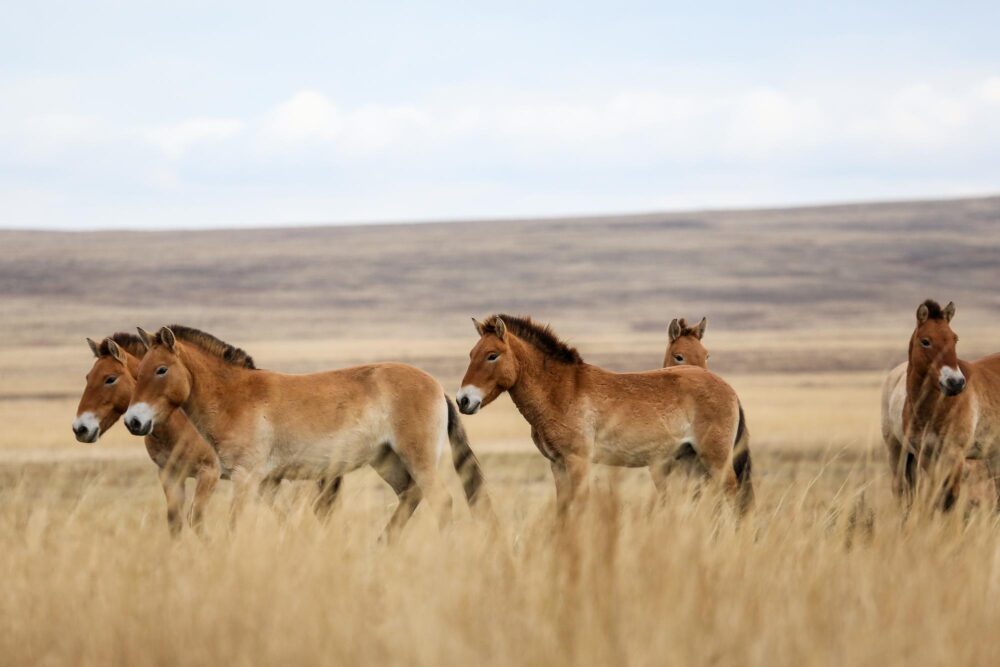 Les « takhi », les chevaux sauvages de Mongolie