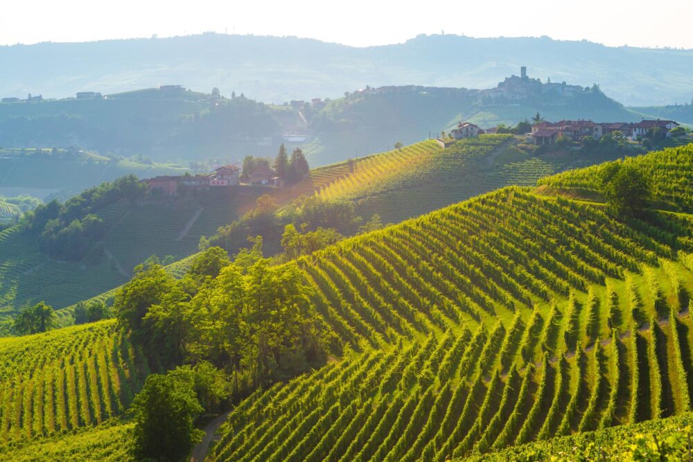 Les vignobles du Piémont