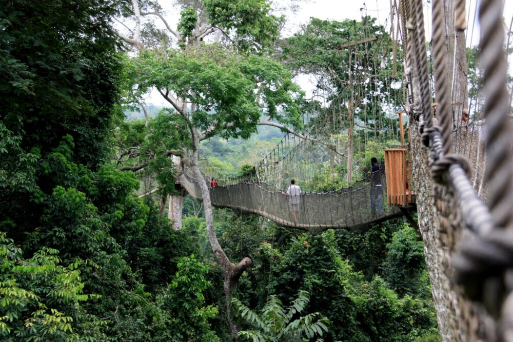 L'un des ponts suspendus du parc national de Kakum au Ghana, Afrique