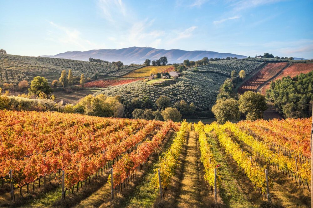 Montefalco