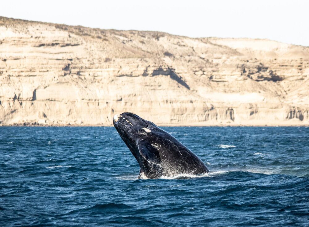 Observation d'une baleine à Péninsule Valdés, Argentine