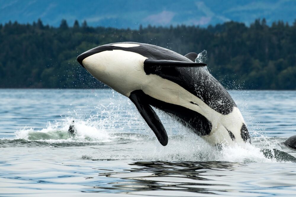 Orque à Vancouver Island, Canada