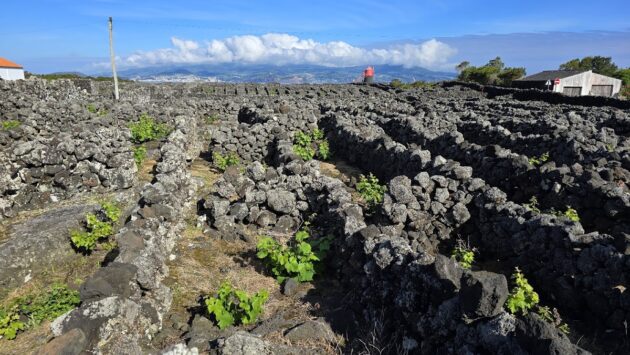 Paysage de vignes de Criação Velha, Pico