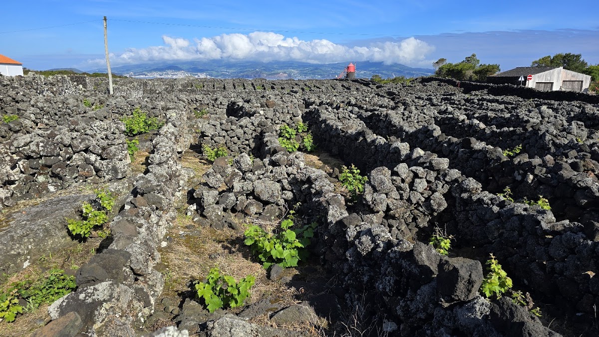 Paysage de vignes de Criação Velha, Pico