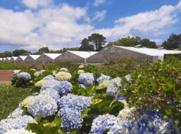 Plantação de Ananás dos Açores, São Miguel