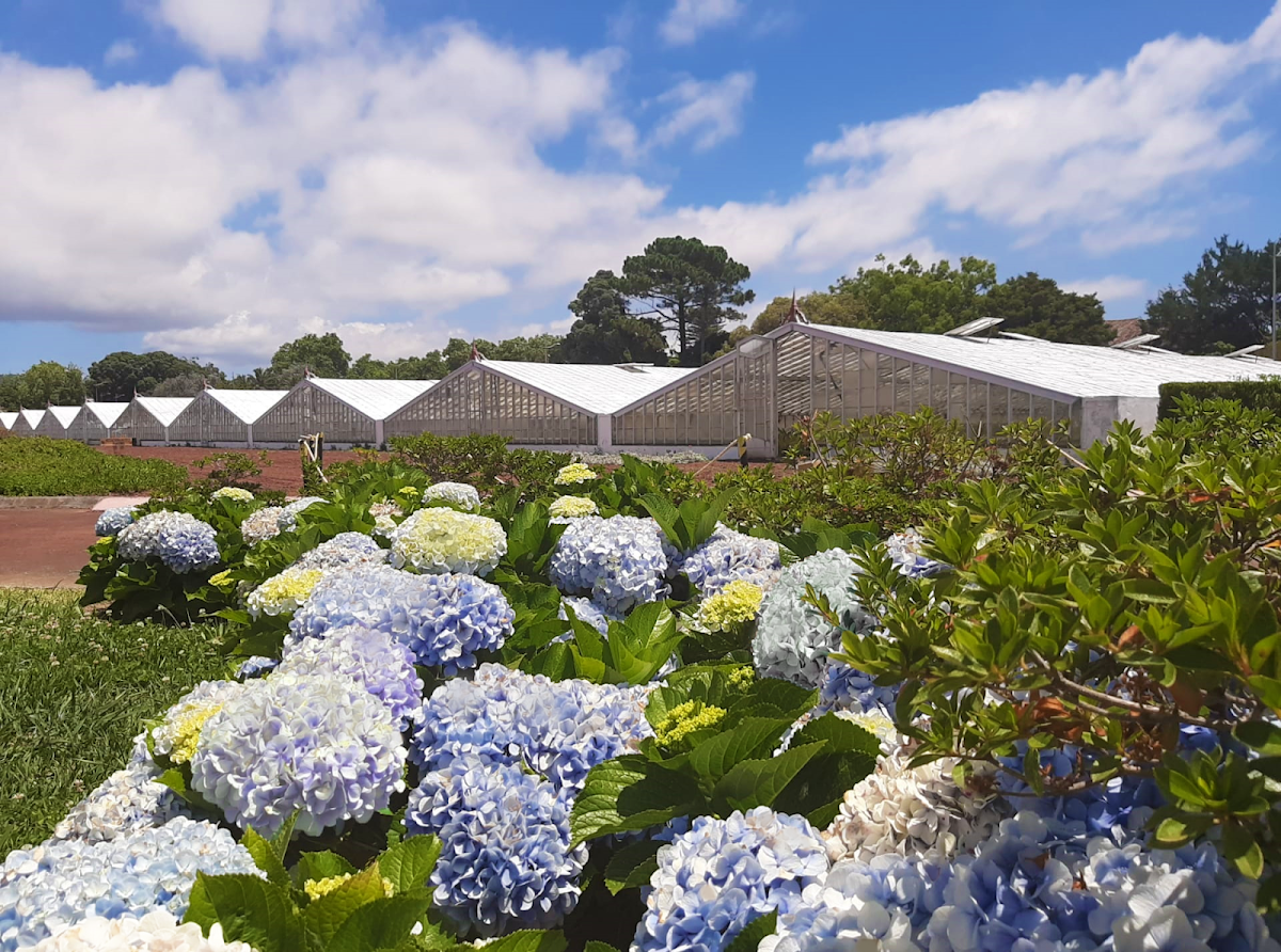 Plantação de Ananás dos Açores, São Miguel