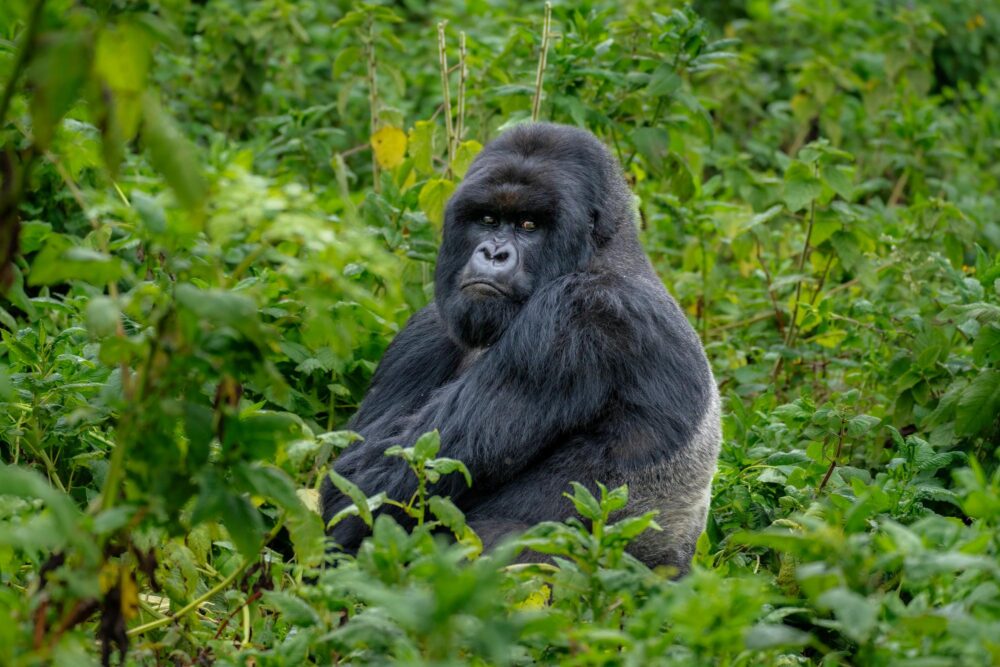 Un gorille de montagne à dos argenté dans les montagnes du parc national des volcans, Rwanda, Afrique