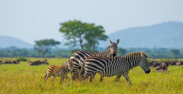 Une famille de zèbres dans le parc du Serengeti en Tanzanie, Afrique