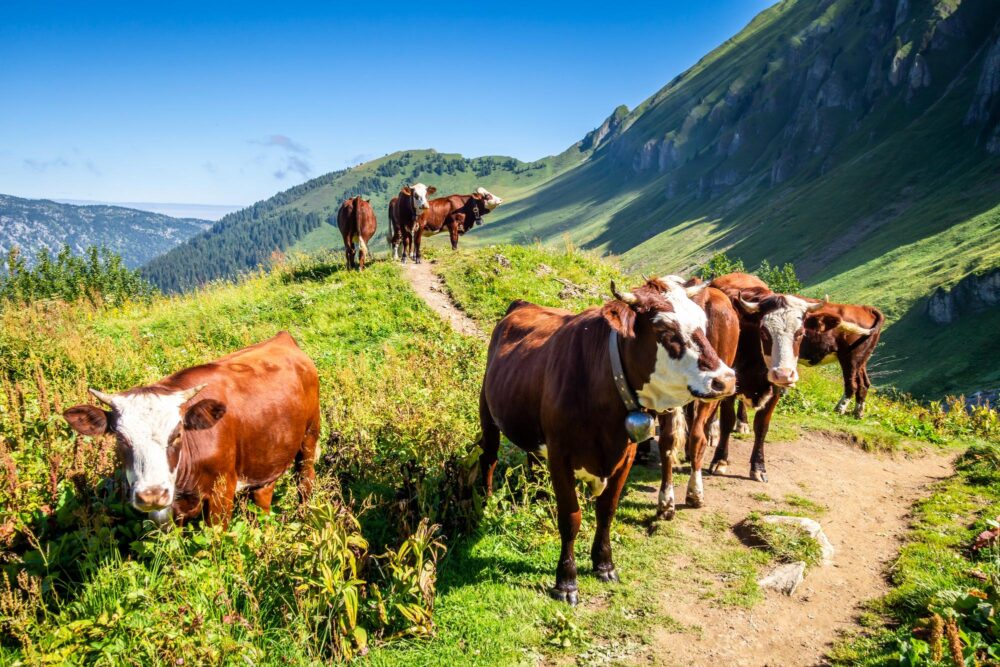 Vaches au Grand-Bornand