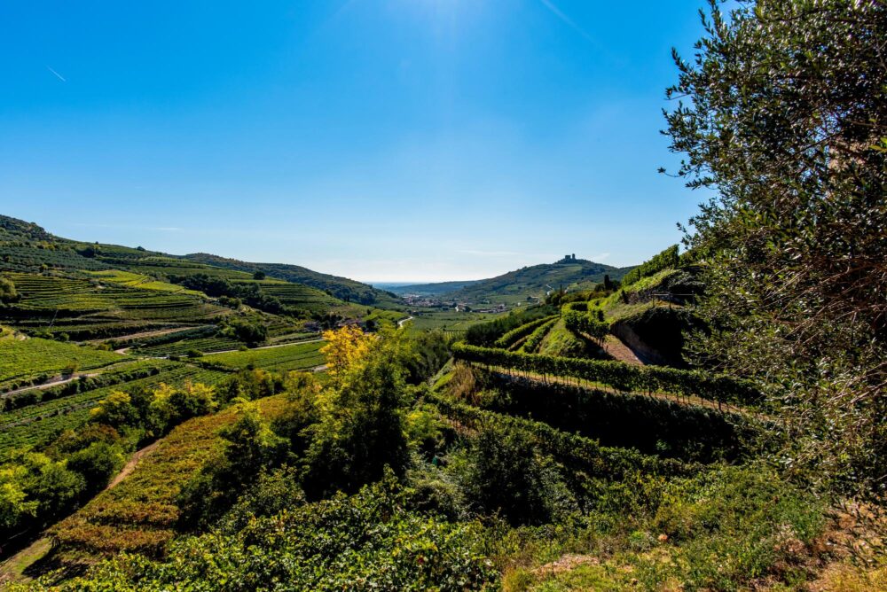 Vignobles de Soave