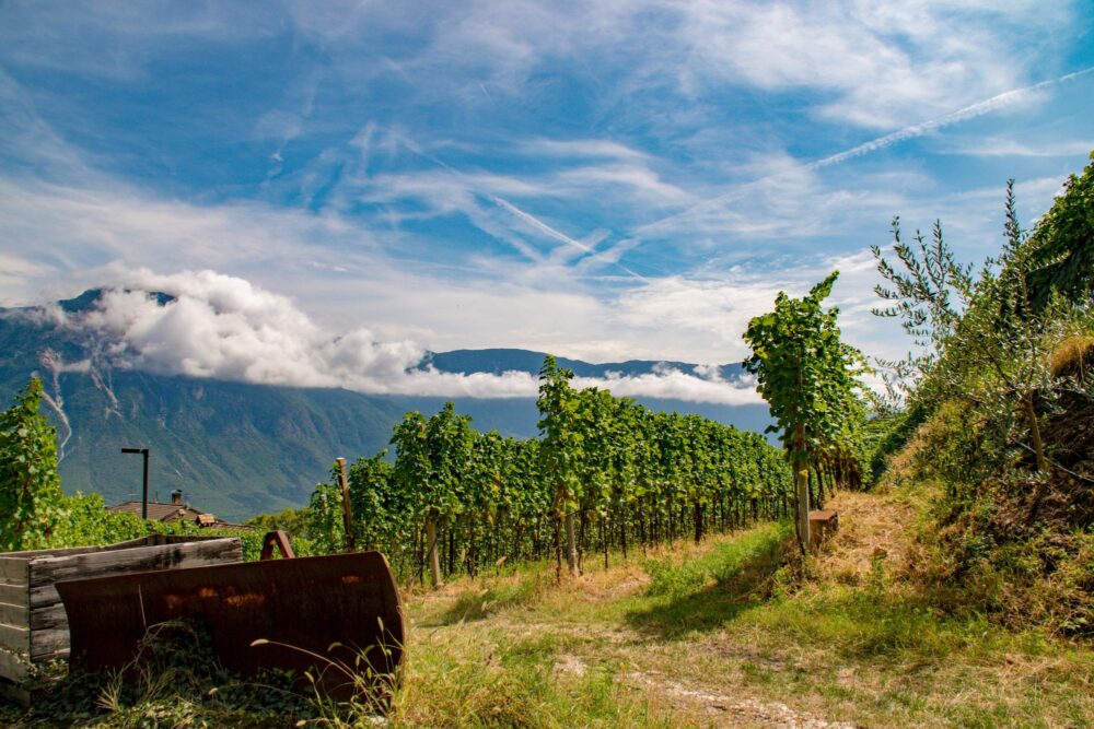 Vino Trentino
