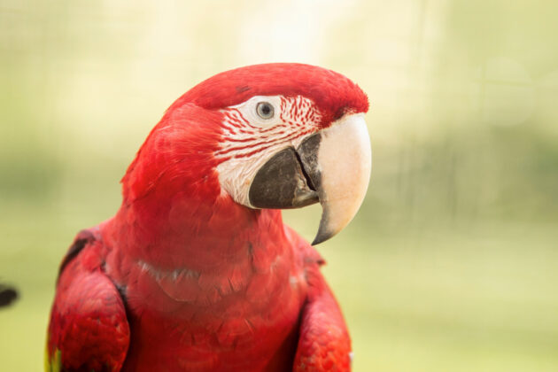 Zoo de Lagos, Portugal