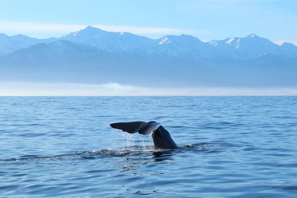 Baleine à Kaikoura, Nouvelle-Zélande