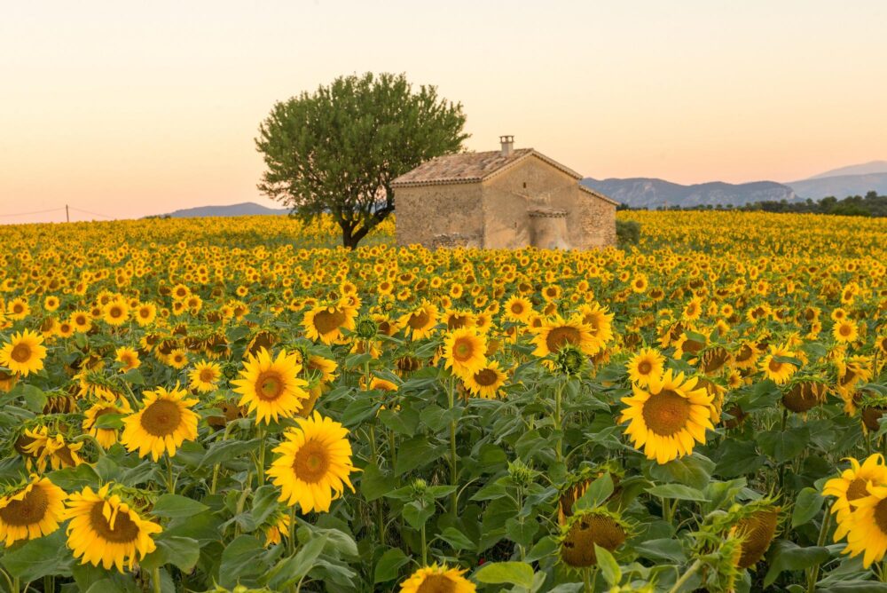 Champs de tournesols Valensole