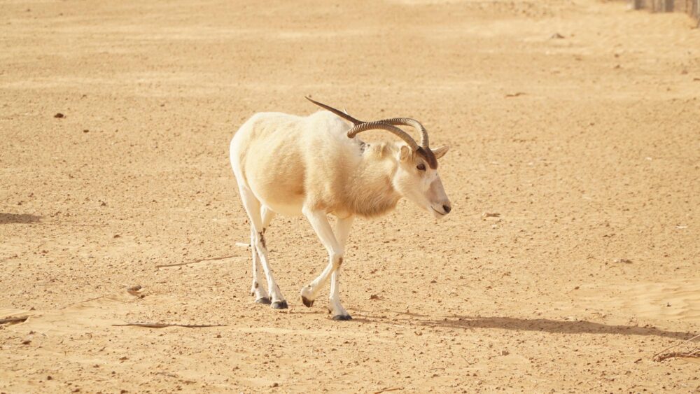 Gazelle dans le désert tunisien
