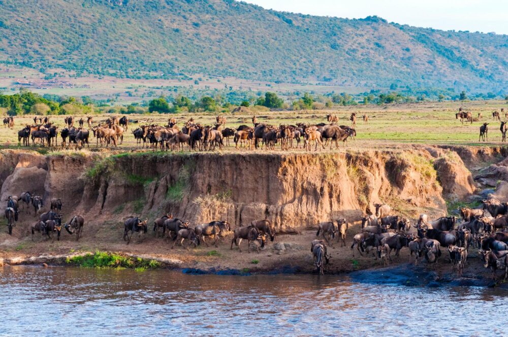 La réserve nationale de Masai Mara, Kenya