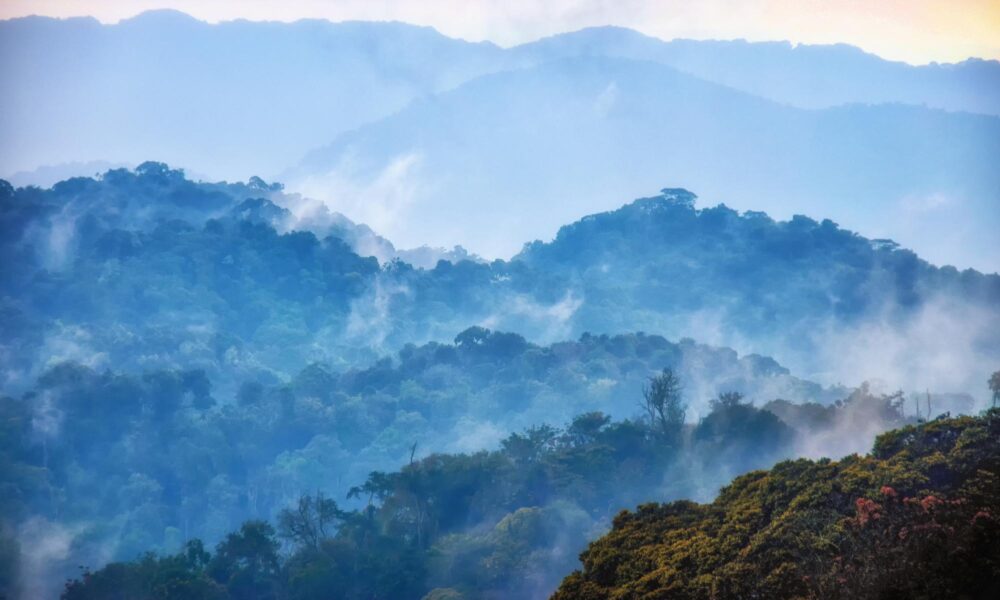 Le Parc national de la forêt de Nyungwe, Rwanda