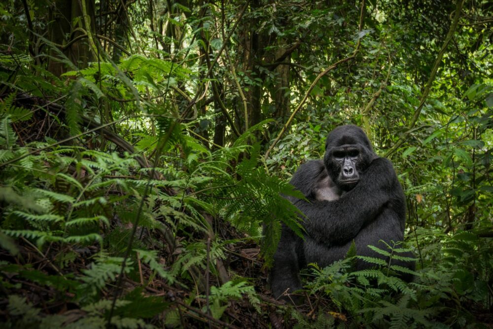 Le Parc national des Virunga, République démocratique du Congo