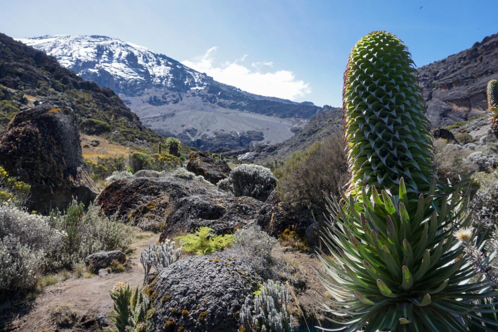 Le Parc national du Kilimandjaro, Tanzanie
