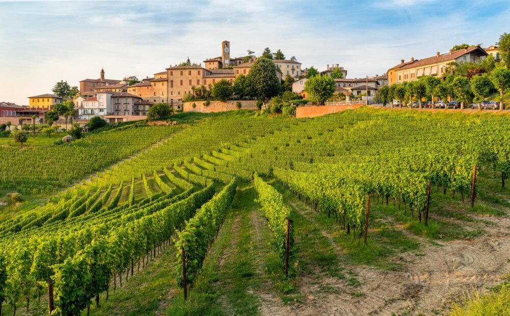 Le vignoble des Langhe