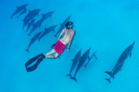 Les 10 plus beaux spots pour plonger avec des requins, dauphins ou raies manta
