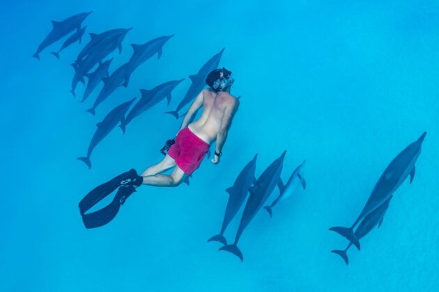 Les 10 plus beaux spots pour plonger avec des requins, dauphins ou raies manta